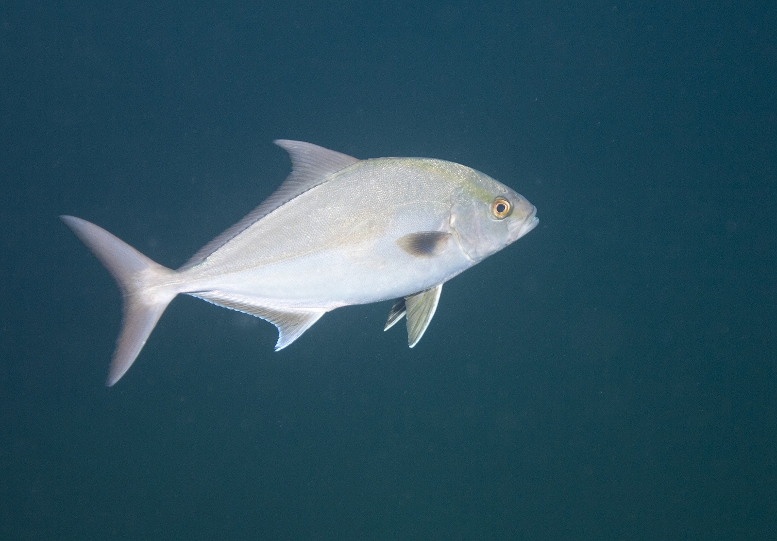 Amberjack & Cobia
