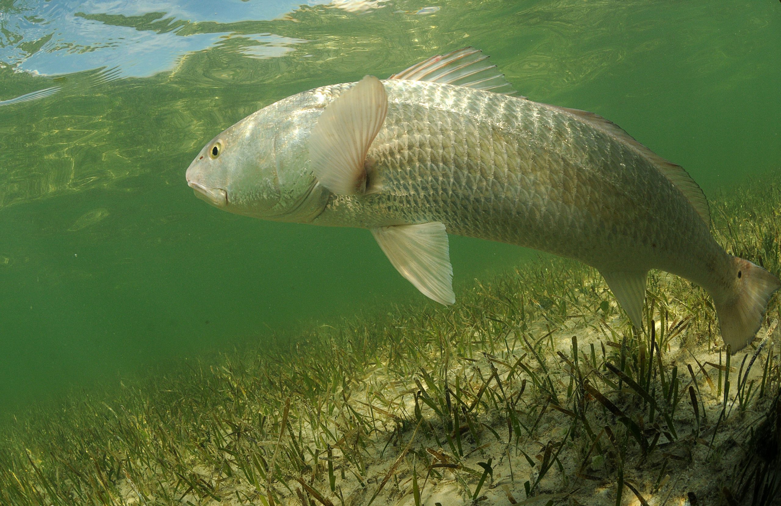 Redfish & Sea Trout