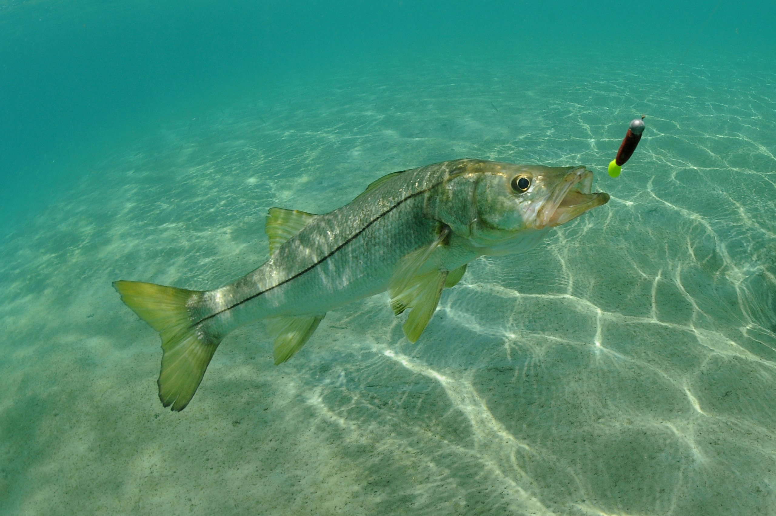 Snook & Tarpon